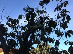 IMG_0995
