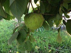 IMG_0996
