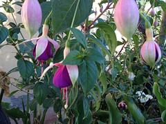 IMG_0997