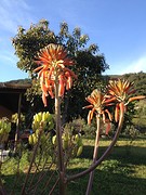 IMG_1001