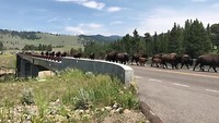 Bizons op de brug in Lamar Valley