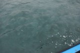DSC05600