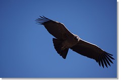 Condor