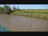 slijkspringers Warappakreek