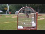 Vogeltjes ( ook wel: Twatwa)