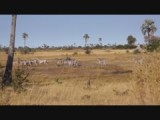Okavango
