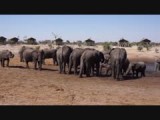 Elephant Sands