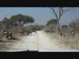 Wildebeest on the move