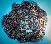 IMG_8779