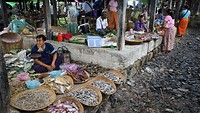 IMG_0378