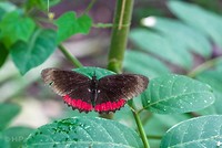 PD_08055