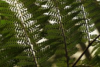 DSC07198