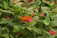 DSC07184