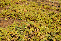 DSC08909