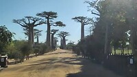 Alleé des Baobabs