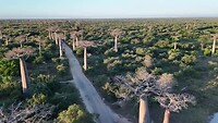 Baobab avenue