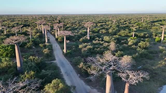 Baobab avenue