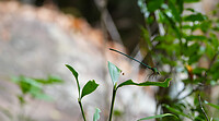 DSC01996