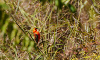 DSC02129