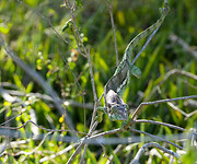 DSC02206