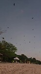 Bats