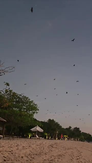 Bats