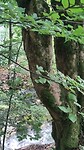 1 van de vele watervallen in Plitvice