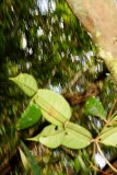 DSC01421 (683x1024)