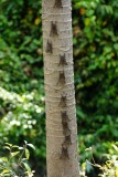 DSC01515 (683x1024)