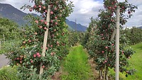 IMG_20210802_180405