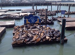Pier 39