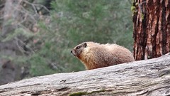 Marmot