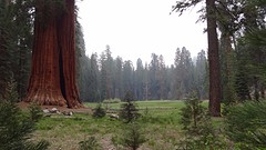 Meadows