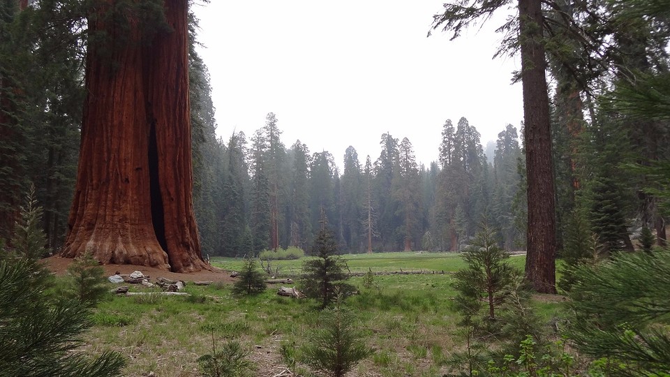 Meadows