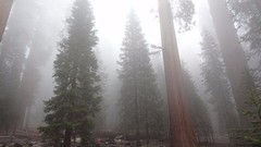 Mist Bos