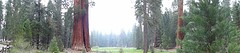 Panoroma Sequoia