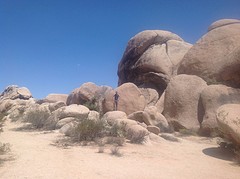 Joshua Tree (2)