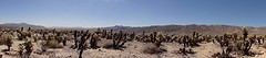 Joshua Tree (4)