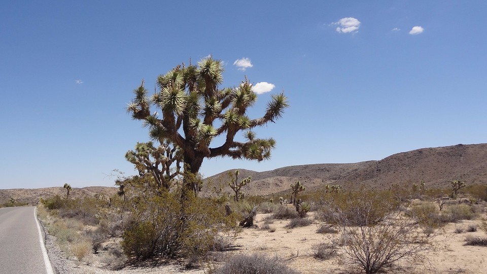 Joshua Tree (5)