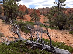 Bryce Canyon (14)