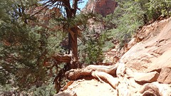Zion National Park (4)