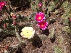Zion National Park (12)
