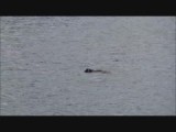 Otters spotten