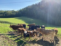 Koeien in de zon