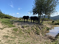 Paarden op de berg