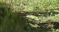 20190316.1- Kaaiman zwemt naar prooi