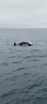 Orka