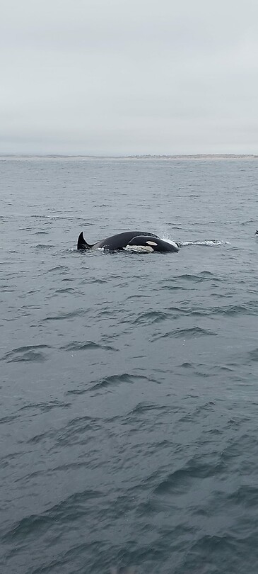 Orka