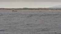 Breaching whale