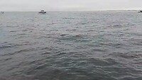 Orka's